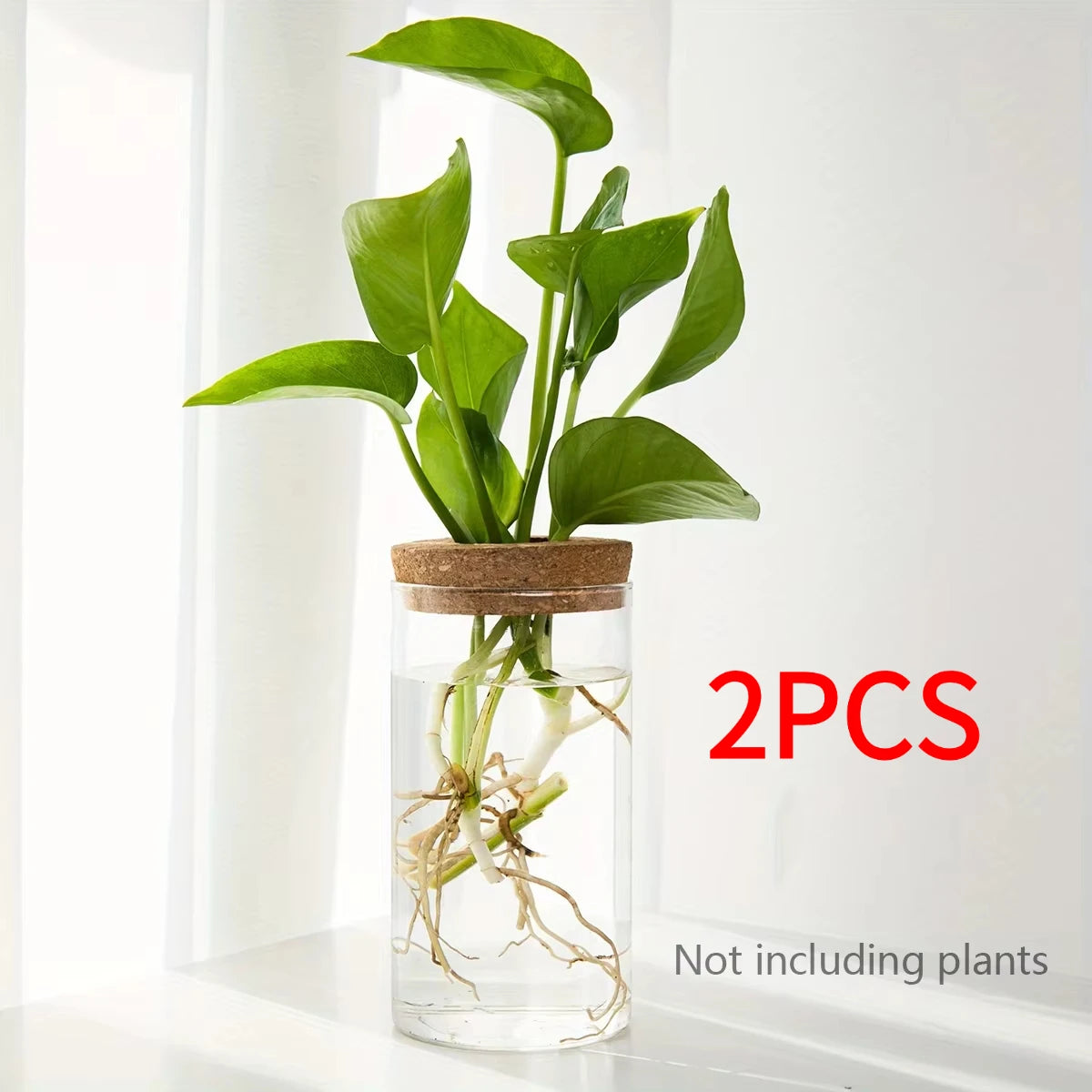 Glass Hydroponic Propagation Vase