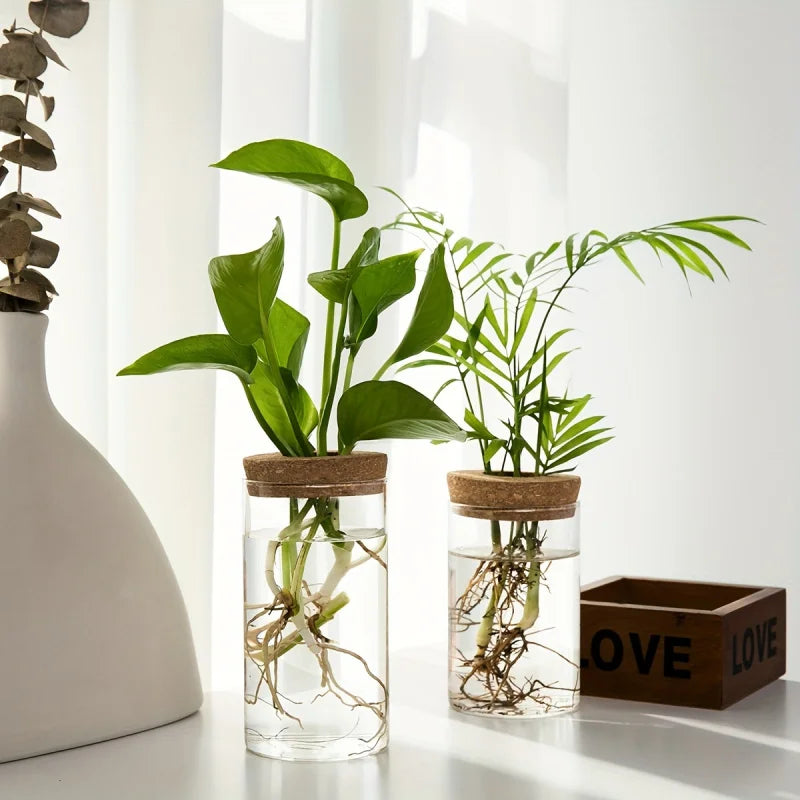 Glass Hydroponic Propagation Vase
