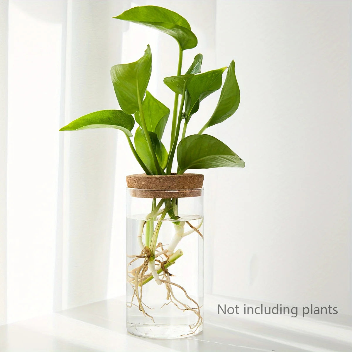 Glass Hydroponic Propagation Vase