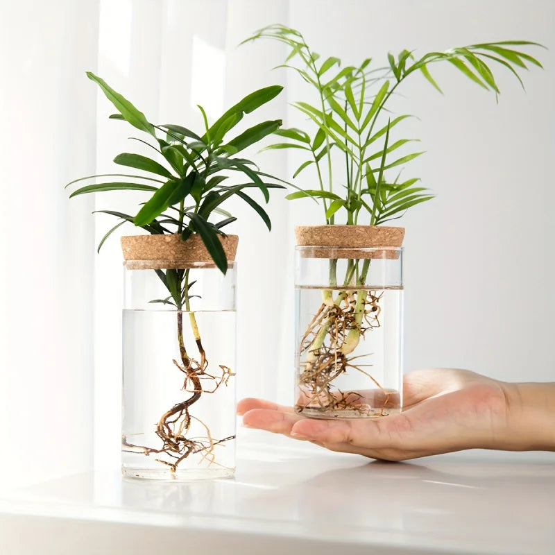 Glass Hydroponic Propagation Vase