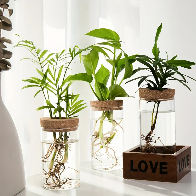 Glass Hydroponic Propagation Vase