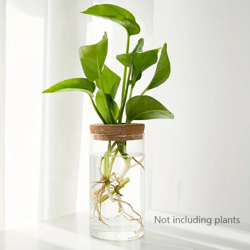 Glass Hydroponic Propagation Vase
